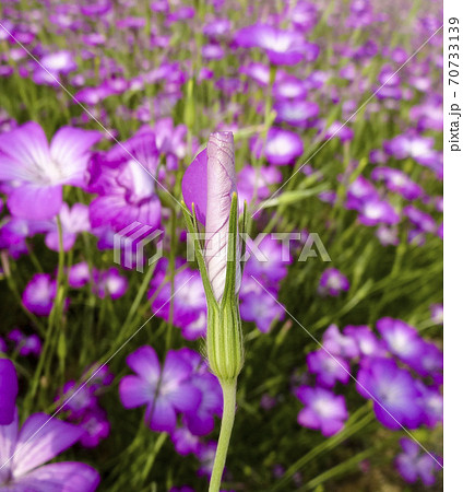 紫が美しいムギナデシコの可憐なつぼみ(埼玉県鴻巣市)　085	 70733139