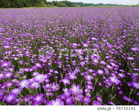 一面に広がる紫のムギナデシコの花畑 埼玉県鴻巣市 081 の写真素材