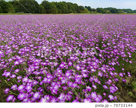 一面に広がる紫のムギナデシコの花畑(埼玉県鴻巣市)　077	 70733144
