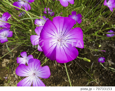 紫が美しいムギナデシコの花のアップ(埼玉県鴻巣市) 071 紫が美しいムギナデシコの花のアップ(埼玉県鴻巣市) 071 70733153