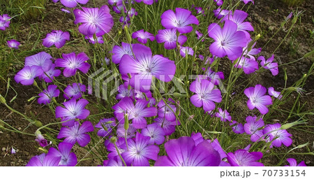 紫が美しいムギナデシコの花のアップ(埼玉県鴻巣市)　069		 70733154