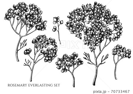 Vector set of hand drawn black and white rosemary everlasting 70733467