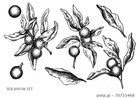 Vector set of hand drawn black and white solanum Vector set of hand drawn black and white solanum 70733468