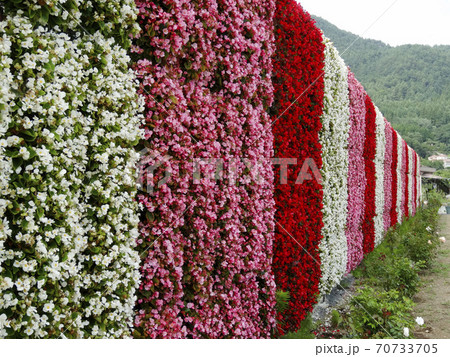 赤・白・ピンクの「花の壁」アート　077	 70733705