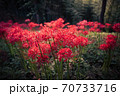 暗い背景に鮮やかに咲く彼岸花 70733716