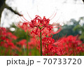 鮮やかな一輪の彼岸花 70733720