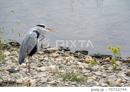 川辺にいるアオサギ 70733744