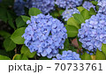 紫陽花 70733761