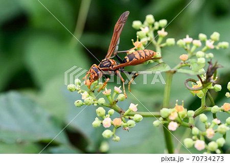 セグロアシナガバチ 70734273