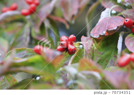 秋のハナミズキと赤い実 の写真素材