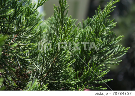 Natural pine green leaves pattern texture background. Natural pine green leaves pattern texture background. 70734357