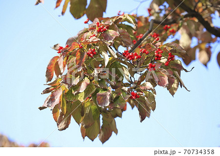秋のハナミズキと赤い実　　　 70734358