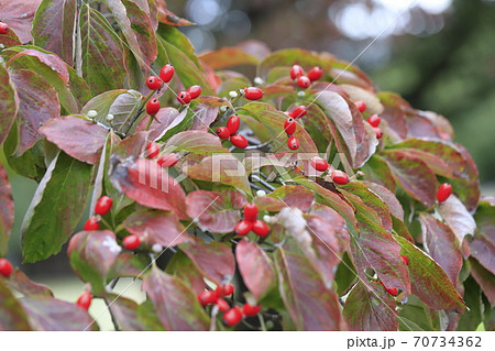 秋のハナミズキと赤い実　　　 70734362