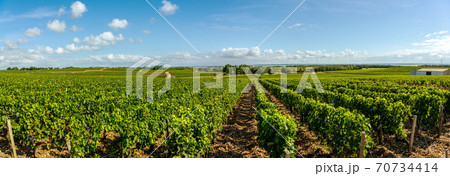 Medoc Vineyard, Medoc wine region, Nouvelle-Aquitaine, France 70734414
