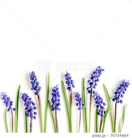 Blue flowers muscari. Minimal floral concept greeting card. Flat lay, top view. Blue flowers muscari. Minimal floral concept greeting card. Flat lay, top view. 70734864