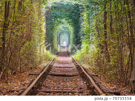 Trees tunnel Trees tunnel 70735558