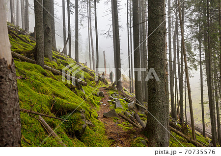 Hike in the forest Hike in the forest 70735576