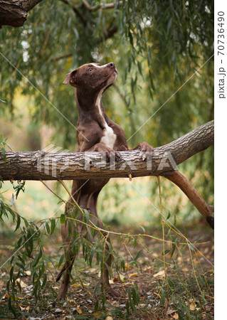 The brown dog of breed a pit bull terrier costs on hinder legs, having put lobbies on a tree 70736490