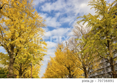 光が丘の紅葉したイチョウ並木　空と色づく銀杏 70736891