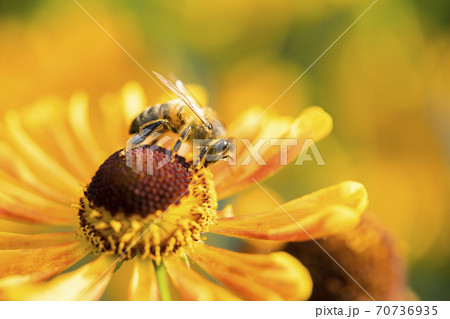 A honey bee collects nectar from garden flowers. Beautiful close-up. 70736935