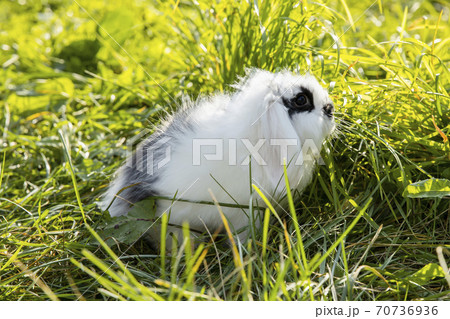 White rabbit with black spots mini lop sits on the lawn 70736936