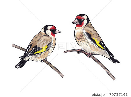 Hand Drawn Two Goldfinches Sitting on Branches 70737141