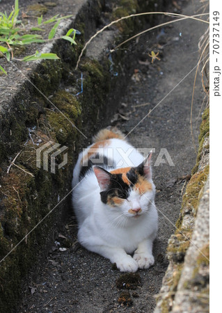 きれいなスフィンクス座りのポーズで側溝で寝てる三毛猫の写真素材
