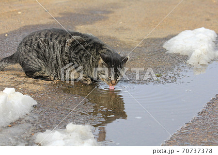 道路にたまってる雪解け水を飲むたくましいサバトラのノラ猫 道路にたまってる雪解け水を飲むたくましいサバトラのノラ猫 70737378