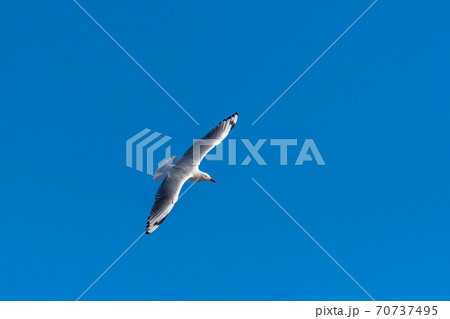 Single seagull flying on a blue sky background 70737495
