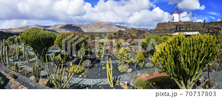Lanzarote island - Botanical cactus garden, popular attraction in Canary islands Lanzarote island - Botanical cactus garden, popular attraction in Canary islands 70737803