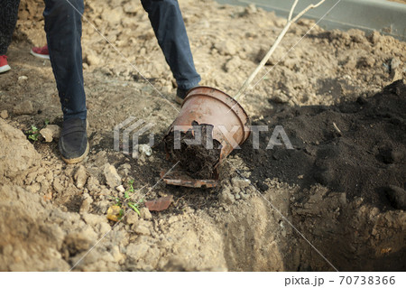 Removing a seedling from a pot.  70738366