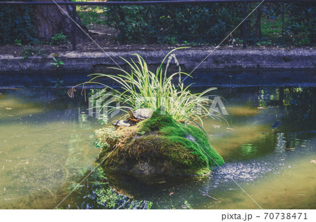 The turtle sits on a stone in the middle of the pond The turtle sits on a stone in the middle of the pond 70738471
