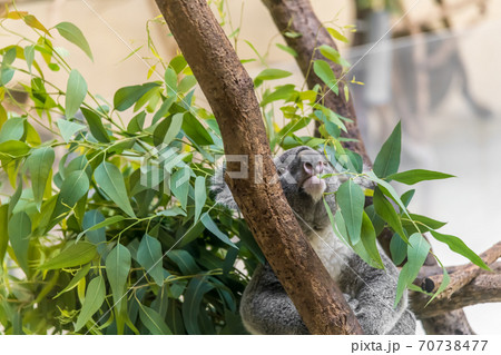 【多摩動物園の木登りするコアラ】 【多摩動物園の木登りするコアラ】 70738477