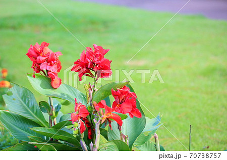 カンナの花の写真素材