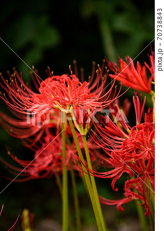 彼岸花 70738843