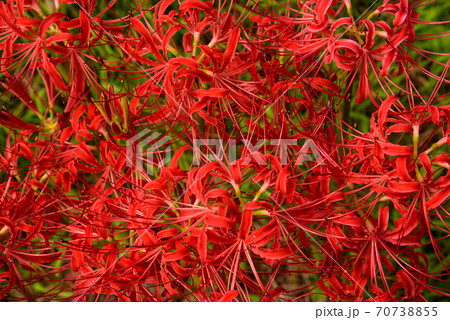 彼岸花 70738855