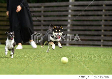 ドッグランで遊ぶ柴犬（撮影者所有のドッグランです） 70739260