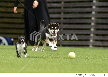 ドッグランで遊ぶ柴犬(撮影者所有のドッグランです) ドッグランで遊ぶ柴犬(撮影者所有のドッグランです) 70739261