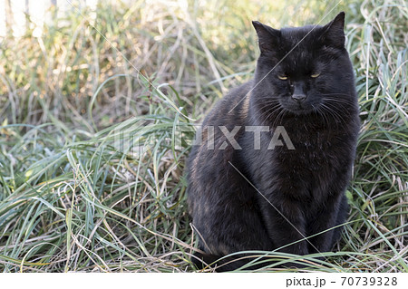 夕方の草むらにいる猫 夕方の草むらにいる猫 70739328