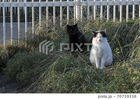 夕方の草むらにいる猫 夕方の草むらにいる猫 70739336