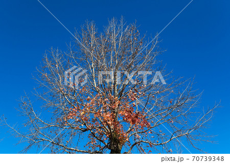 落葉したトウカエデの枝 70739348