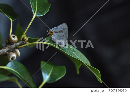 新鮮なキリシマミドリシジミ　雄 70739349