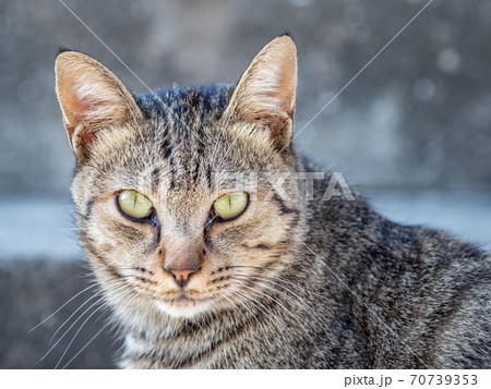 【動物】キジトラの猫がみつめる様子　野良猫 70739353