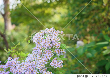 シオンの花 70739365