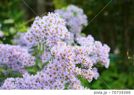 シオンの花 70739366