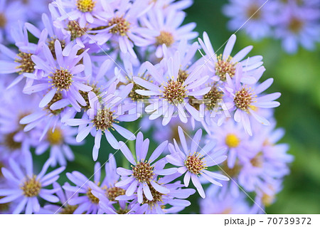 シオンの花 70739372