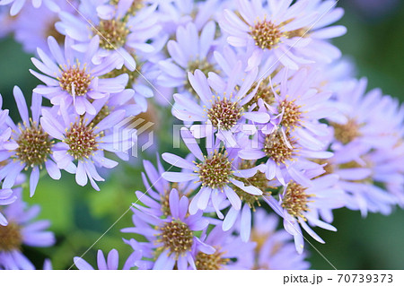 シオンの花 シオンの花 70739373