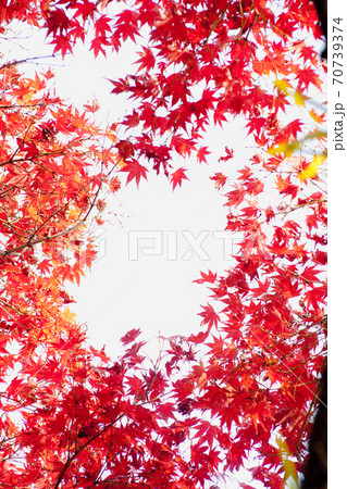赤く色づくモミジを見上げる 70739374