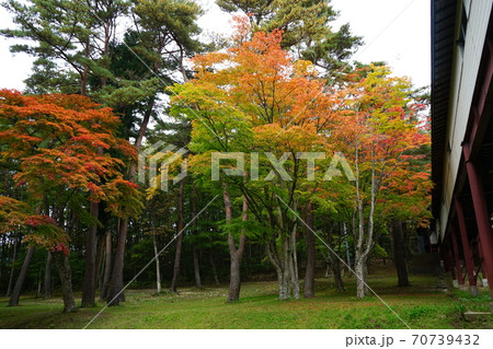 紅葉の始まった遠野郷八幡宮 紅葉の始まった遠野郷八幡宮 70739432