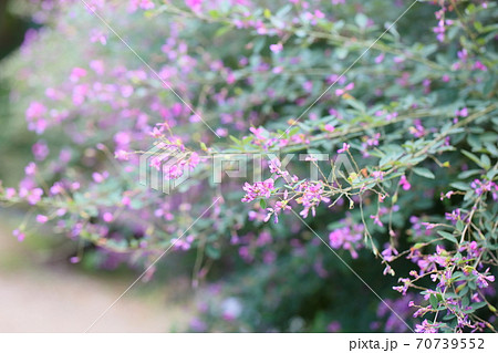 ハギの花 70739552
